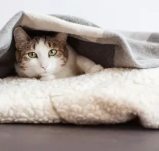 Você sabe como proteger os gatos do frio? Veja algumas dicas de como cuidar do bichano no inverno