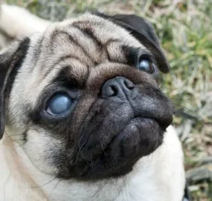 Glaucoma em cachorro: saiba como a doença pode se manifestar