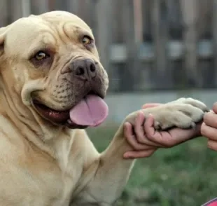 O hidratante para patas de cachorro é uma ótima alternativa para evitar o ressecamento das almofadinhas do cão