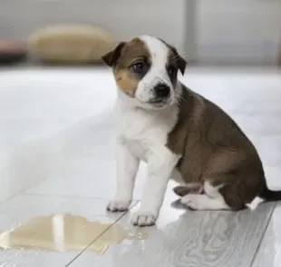 Infecção urinária em cães: fazer xixi em lugares não habituais está entre um dos sintomas do problema