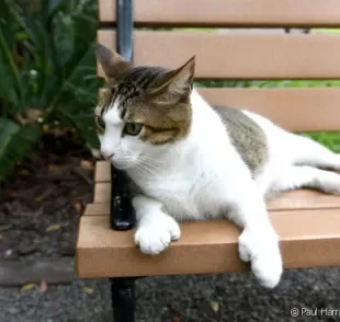 O gato polidáctilo tem um dedinho a mais nas patas. Entenda mais sobre essa condição!