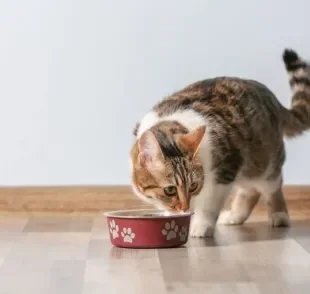 "Meu gato não come": veja o que você pode fazer para melhorar o apetite do bichano