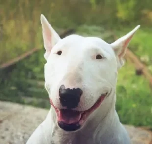 Bull Terrier: saiba mais sobre a personalidade desse cão forte e carinhoso! 