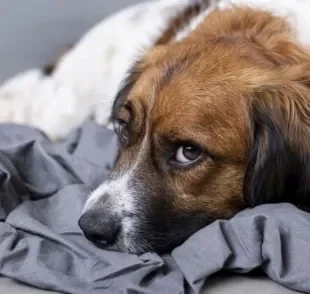 Obstrução intestinal em cães: sintomas devem ser um sinal de alerta para os tutores