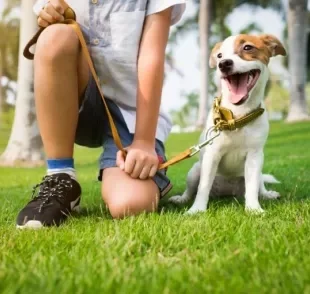 Você sabe como passear com cachorro? Veja algumas dicas tornar esse momento mais seguro e divertido para o seu amigo!