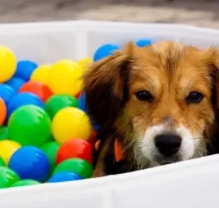 Já pensou em dar uma piscina de bolinhas para o seu cachorro se divertir?