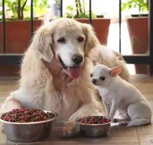 A ração de cachorro varia de acordo com o porte do animal. Entenda a justificativa para isso!