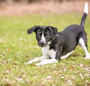 Saiba tudo sobre o rabo de cachorro e aprenda a se comunicar melhor com o seu amigo de quatro patas