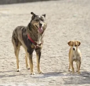 Raça de cachorro pequeno, médio ou grande? Saiba como diferenciar cada uma delas