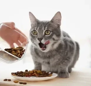 Ração: gato renal precisa de uma dieta mais específica. Tire suas dúvidas sobre o assunto!