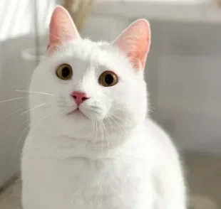 Conheça algumas raças de gatos brancos que têm tudo para conquistar seu coração!