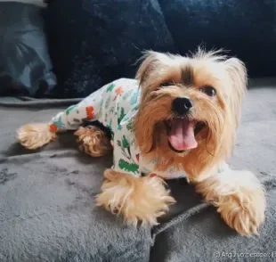 A roupa de frio para cachorro ajuda a aquecer o seu amigo. Descubra como usar! (Foto: Beatriz Reis)