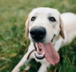 Vermífugo para cachorro: atrasar a imunização do animal pode trazer riscos para sua saúde. Saiba mais! 