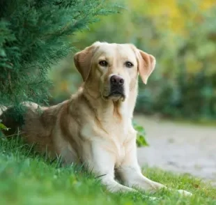 A torção gástrica em cães pode oferecer grandes riscos à saúde do seu amigo. Saiba mais sobre a doença abaixo! 