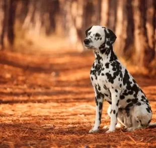 O Dálmata é um cachorro grande que tem tudo para ser o seu melhor amigo!