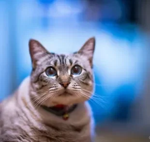  A coleira com sininho incomoda gatos e pode causar uma série de problemas à saúde física e mental do animal 