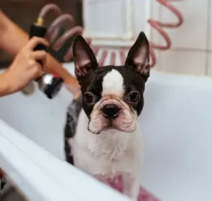 O banho em cachorro no inverno deve ter a mesma frequência que no verão? Descubra!