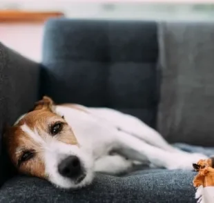 Verminose em cães: o Ancylostoma caninum é uma das principais causas do problema