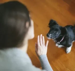 Não sabe como ensinar truques para o cachorro? Confira abaixo algumas dicas para adestrar o seu amigo!