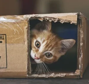 A caixa de papelão é um dos brinquedos de gatos preferidos. Mas você sabe por quê? Descubra abaixo!