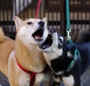 Briga de cachorro: aprenda como controlar o comportamento agressivo durante os passeios 