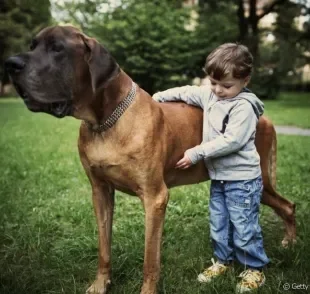 Cachorro gigante: saiba quais são as maiores raças conhecidas