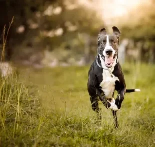 Cachorro de porte grande tem mais energia do que o cão pequeno? Especialista esclarece essa e outras dúvidas