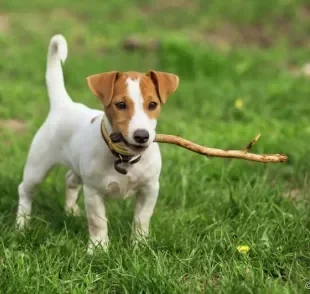  Conhece um cachorro inquieto? Algumas raças levam essa fama! 