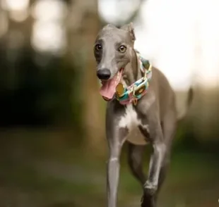 A aparência do Galgo não esconde que ele tem muitas habilidades: o cãozinho é considerado o mais rápido do mundo!