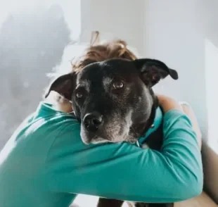 Cachorro muito apegado ao dono pode resultar em problemas de convivência