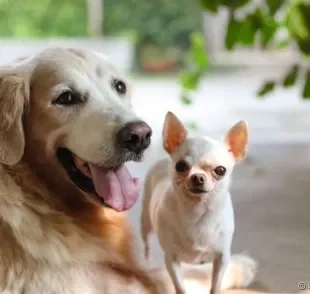 Será que o tamanho de cachorro realmente importa na hora de escolher um amigo de quatro patas? Descubra!