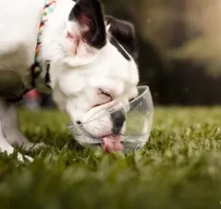  Cachorro tossindo após beber água pode indicar problemas mais sérios 