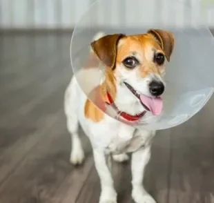 Castração de cachorro: saiba quais os cuidados necessários para evitar complicações após a cirurgia