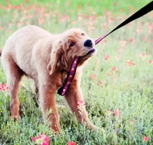 Normalmente indicada para cães que puxam muito no passeio, a coleira enforcador divide opiniões