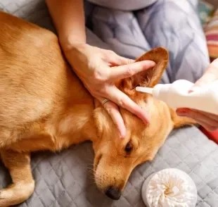  O removedor de cerume é uma ótima alternativa para evitar a proliferação de fungos e bactérias nas orelhas do seu amigo 