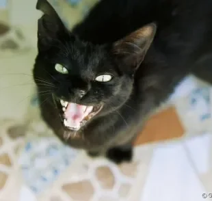 Seu gato fica miando e pedindo comida mesmo quando o potinho dele está cheio? Veja os motivos para esse comportamento!