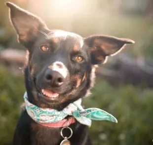 Dentes de cachorro: veja que fatores podem influenciar no sorriso do seu amigo