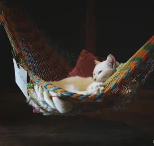 A rede de cadeira para gatos é uma ideia super válida para dar mais qualidade de vida para felinos que não gostam de altura