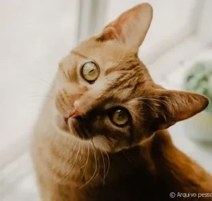 Gato laranja, ruivo ou amarelo é só amor! Chegou a hora de se apaixonar por esses bichanos