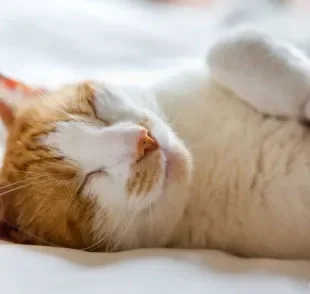 Já se perguntou se seu gato sonha? Vem que a gente te conta o que acontece no sono dos felinos!