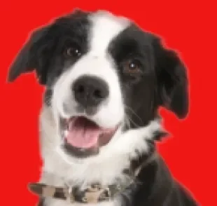 A linguagem corporal canina é muito rica!