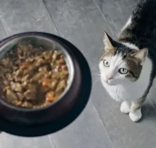  Sachê para gatos: uma opção de alimento com vários benefícios para o seu amigo de quatro patas 