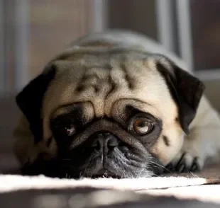 Cachorro quieto e triste: vários motivos podem estar por trás desse comportamento canino. Veja alguns deles!