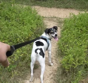 Alguns acessórios para cachorro são indispensáveis para um passeio de qualidade!