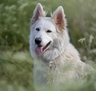 Pastor Branco Suíço: se apaixone também por essa raça de cachorro!