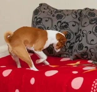 Já viu um cachorro cavando a cama antes de dormir? Descubra o motivo por trás desse comportamento!