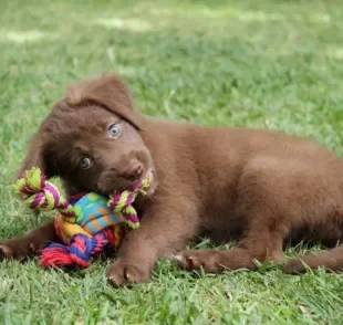 Mordedor para cachorro filhote ajuda no desenvolvimento do animal. Entenda mais!