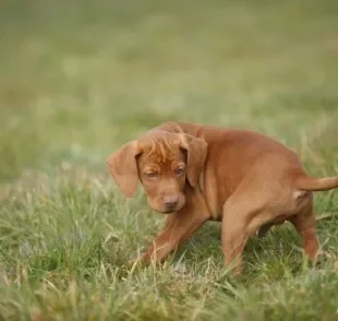 Cachorro andando em círculos: comportamento pode ser um alerta para a saúde do seu amigo