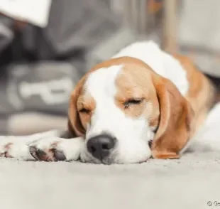 Cachorro dormindo: já parou para se perguntar sobre as horas de sono do seu cão?