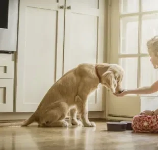 Descubra quantas vezes o cachorro deve comer por dia!